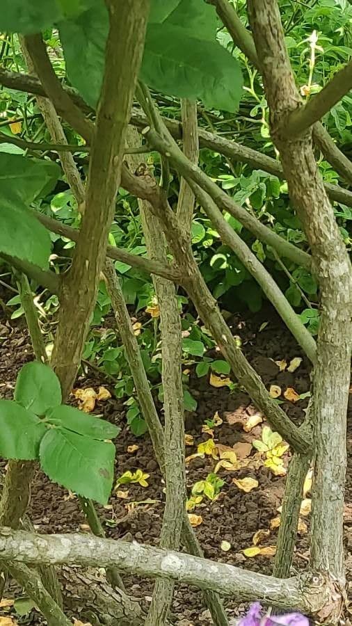 Rosa centifolia 13