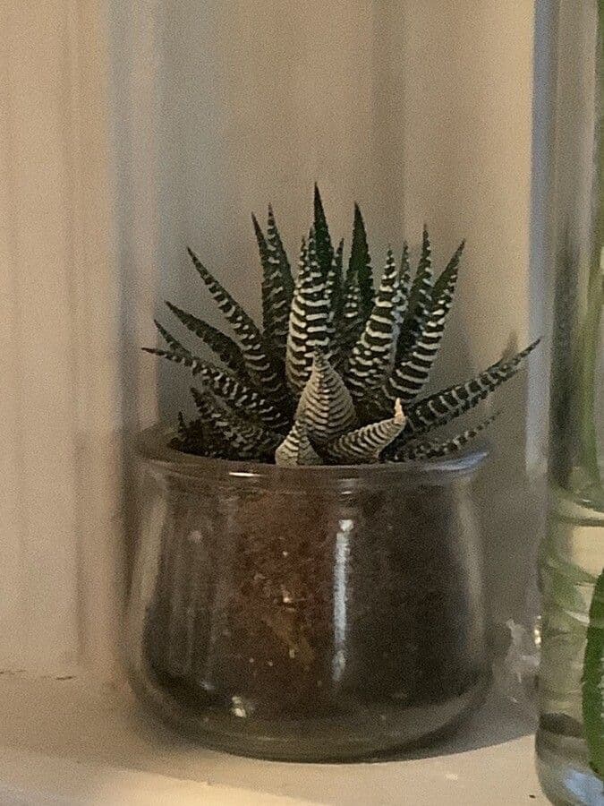 Pianta zebra 13