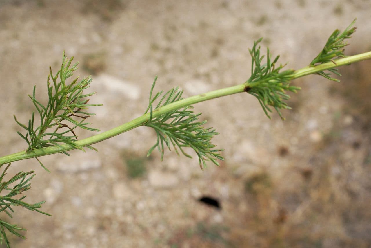 Adonisblättriges Greiskraut 25