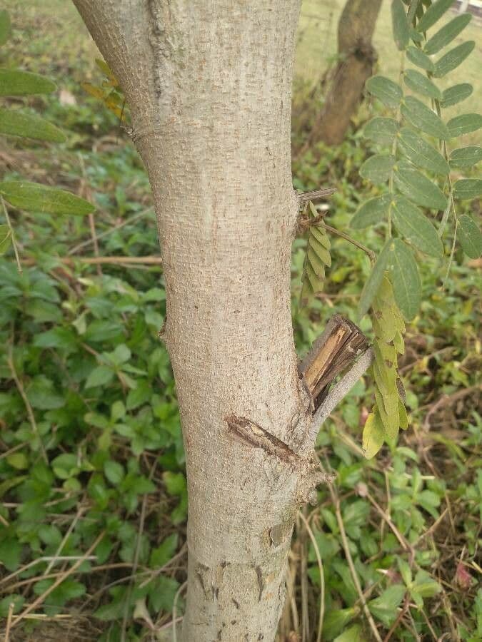 Calliandra del Suriname 23