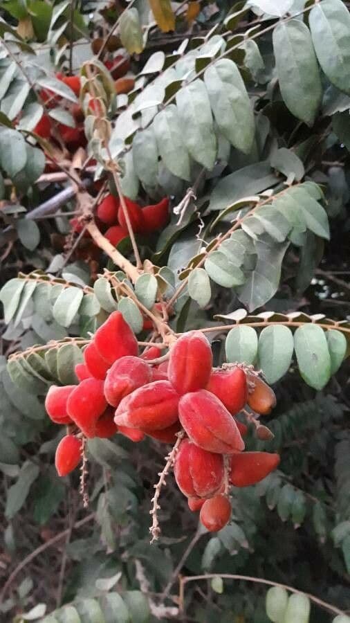 Cnestis ferruginea 6