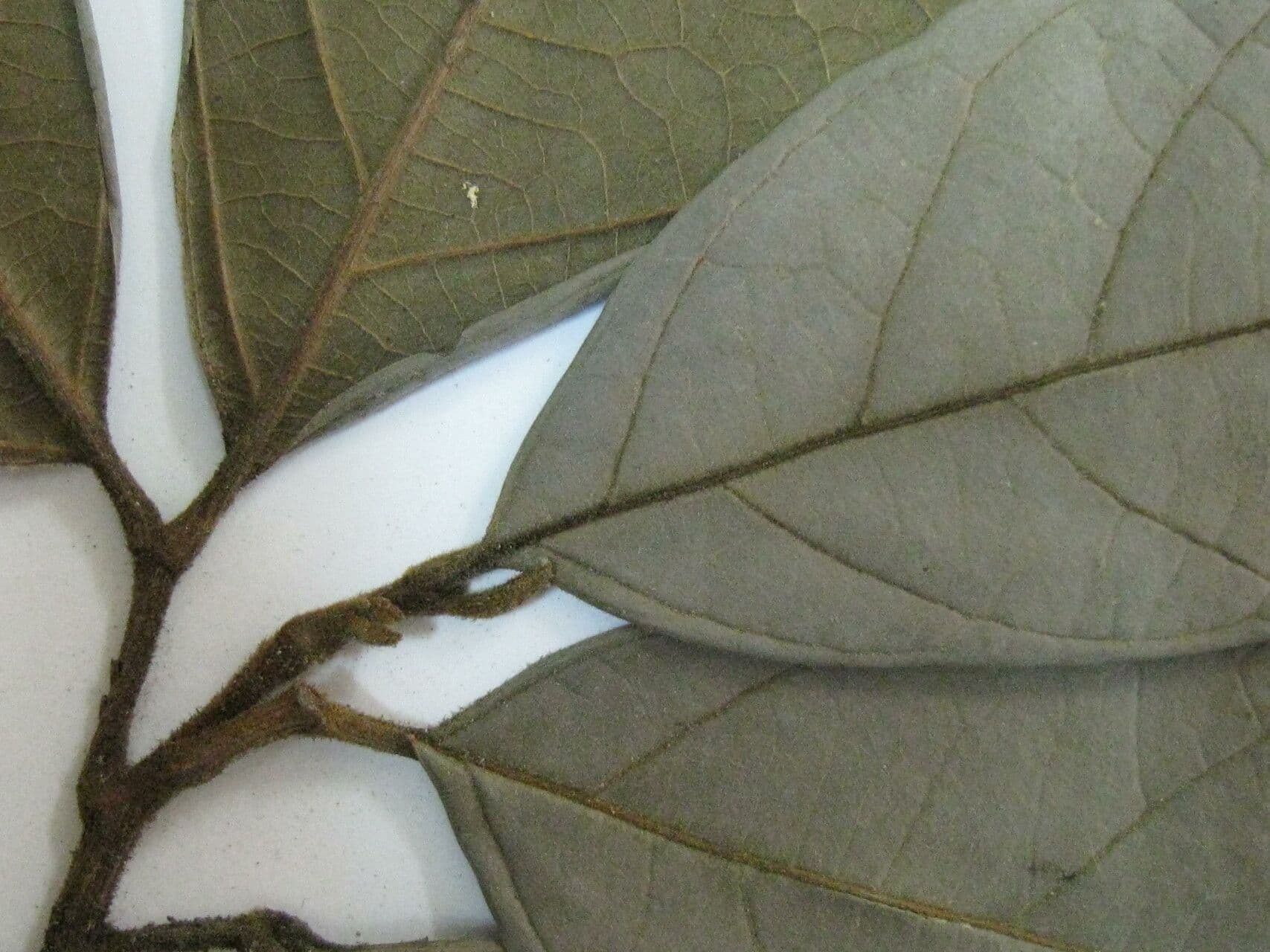 Cupania