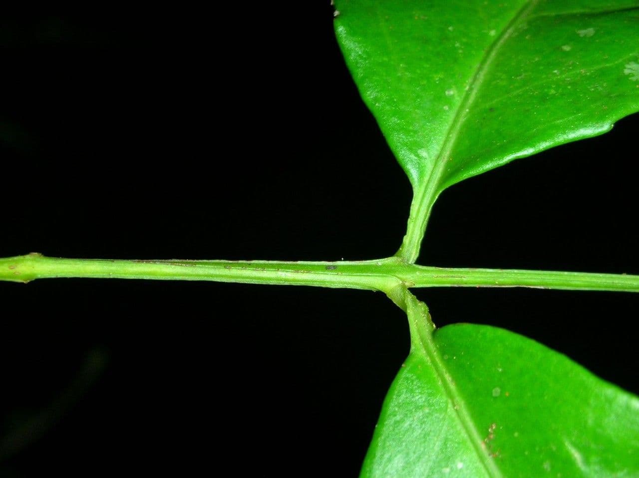 Crossopetalum 11
