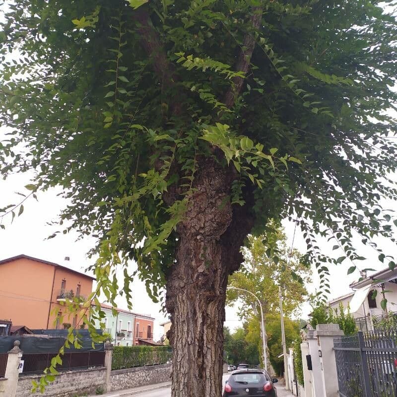 Olmo siberiano 29