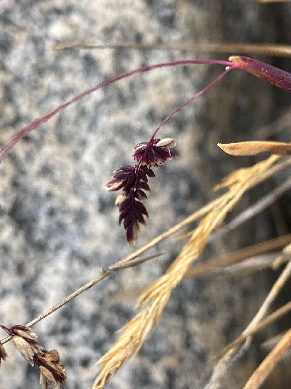 Poa 6