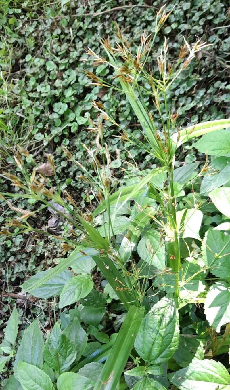 Rhynchospora corymbosa 7