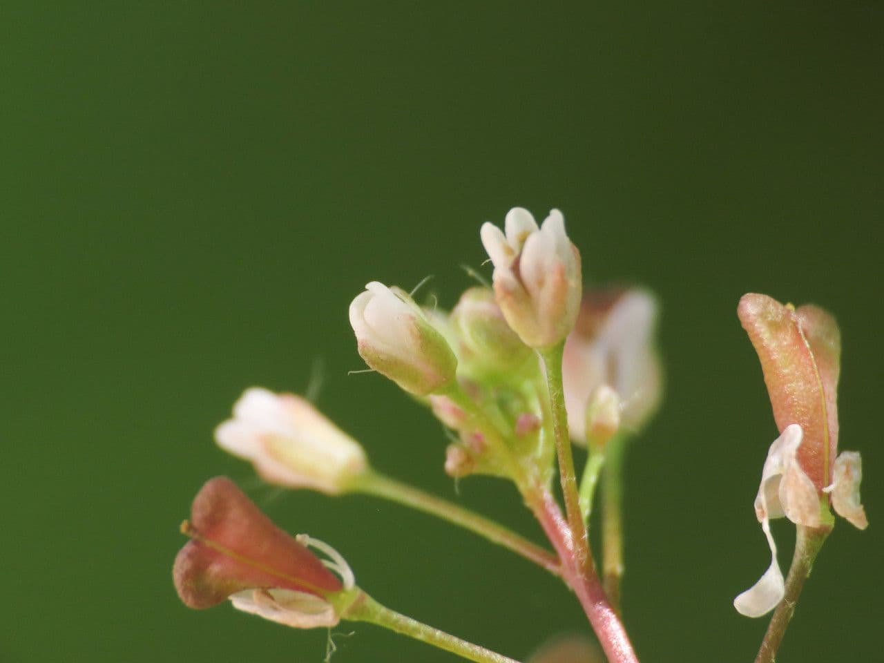 Capsella rubella 4