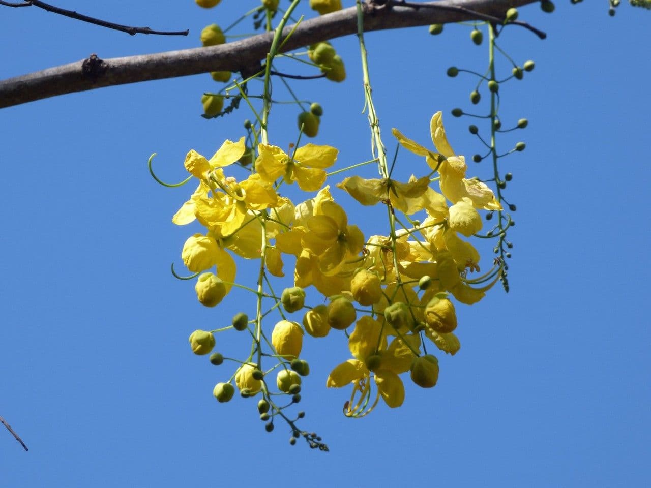 Cassia 7