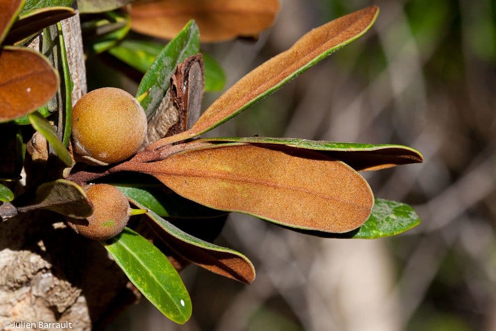 Planchonella 5