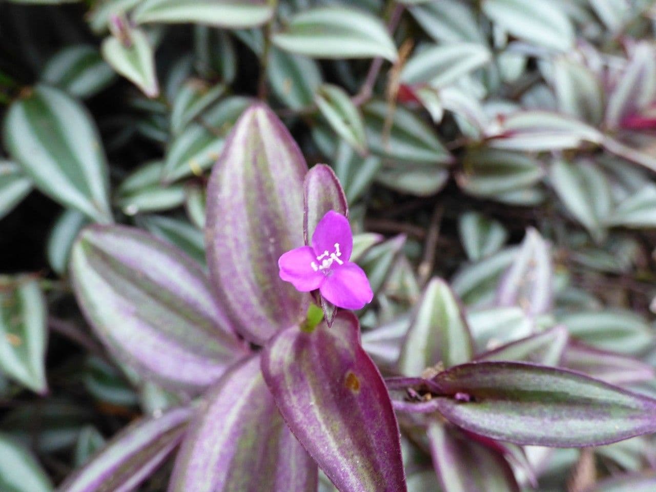Tradescantia 6