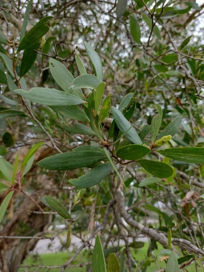Fünfnerviger Teebaum 20