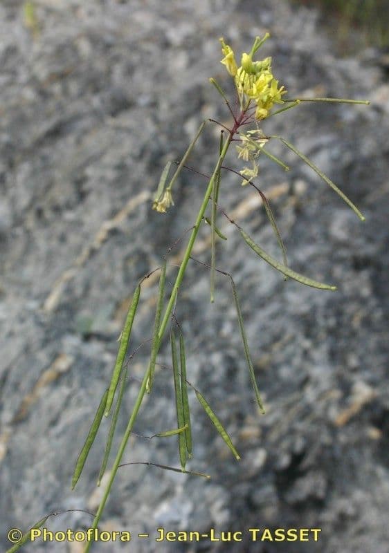 Diplotaxis harra 22