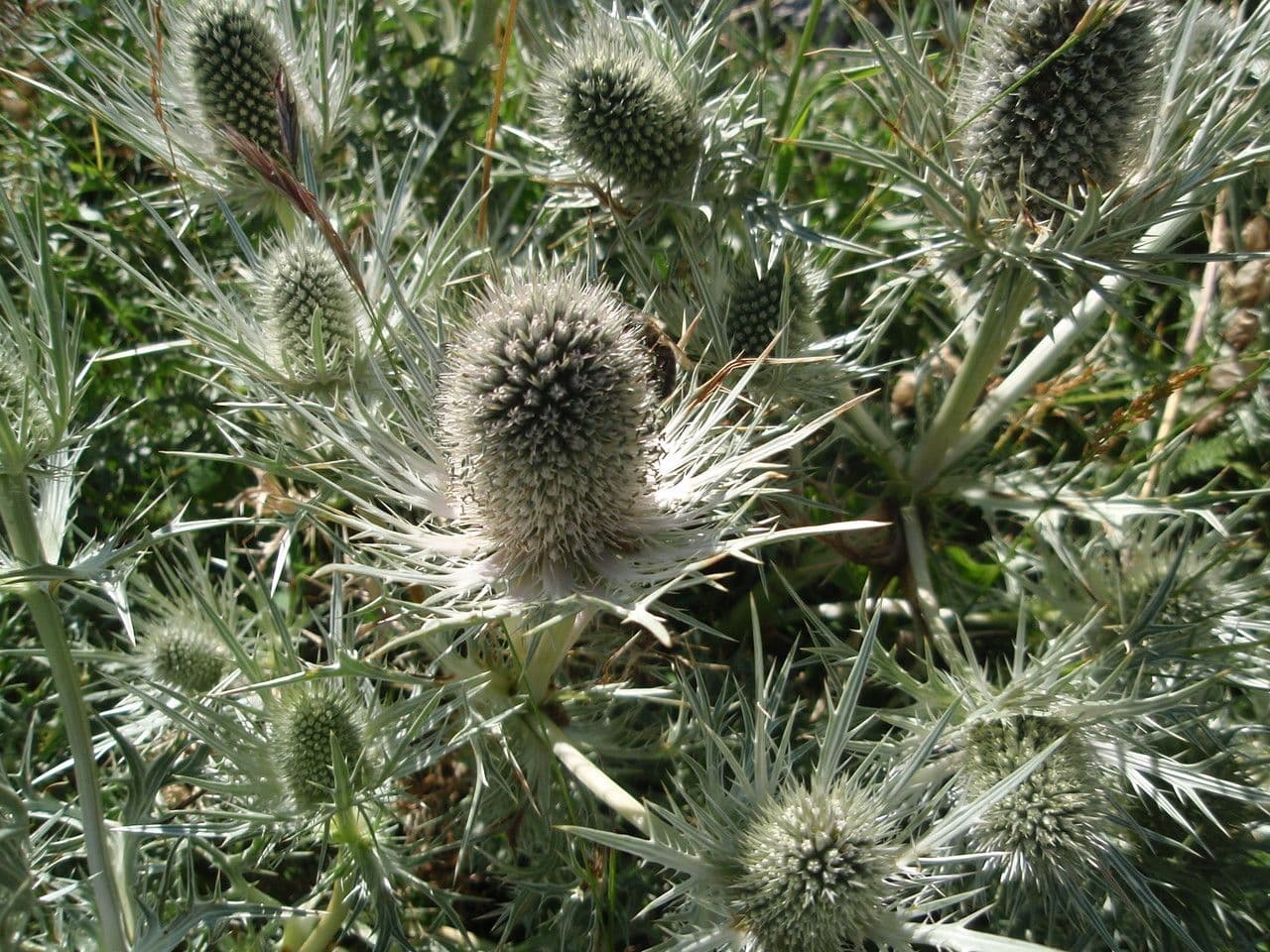 Panicaut blanc 4