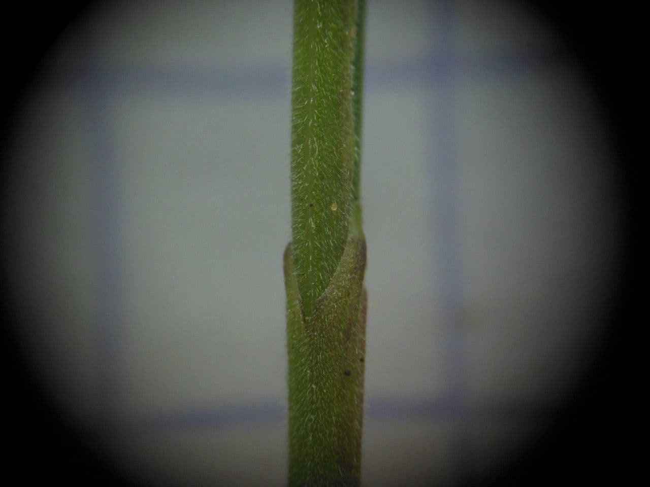 Festuca rossa 22