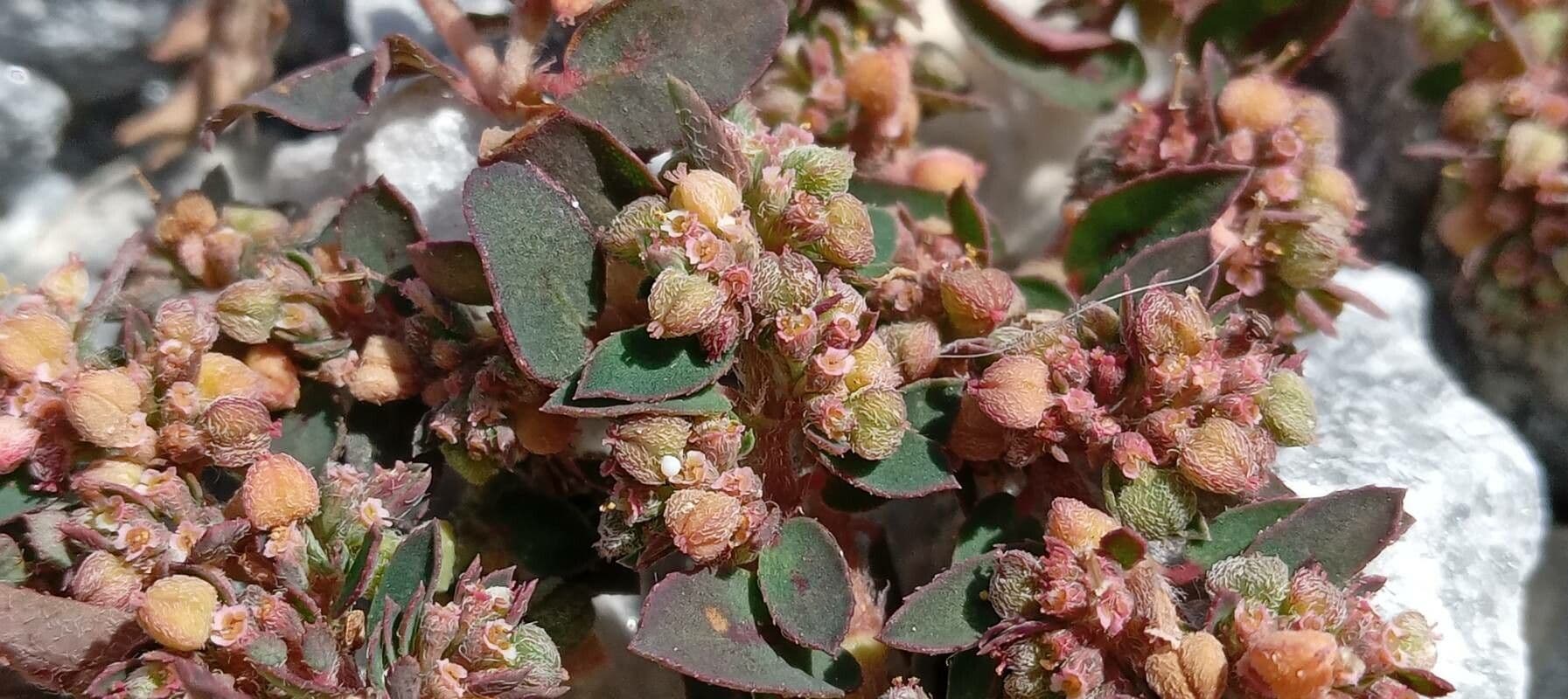 Euphorbe maculée 4