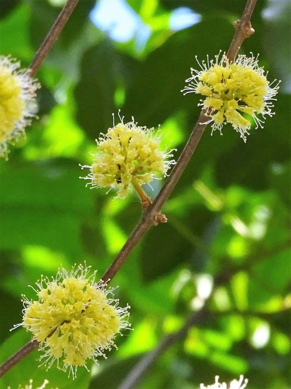 Pisonia 9