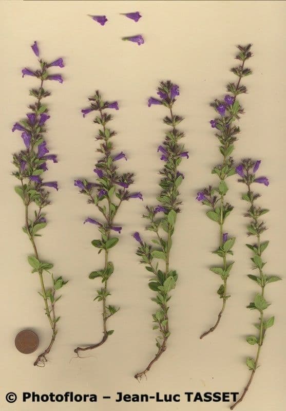 Calaminta alpina 34