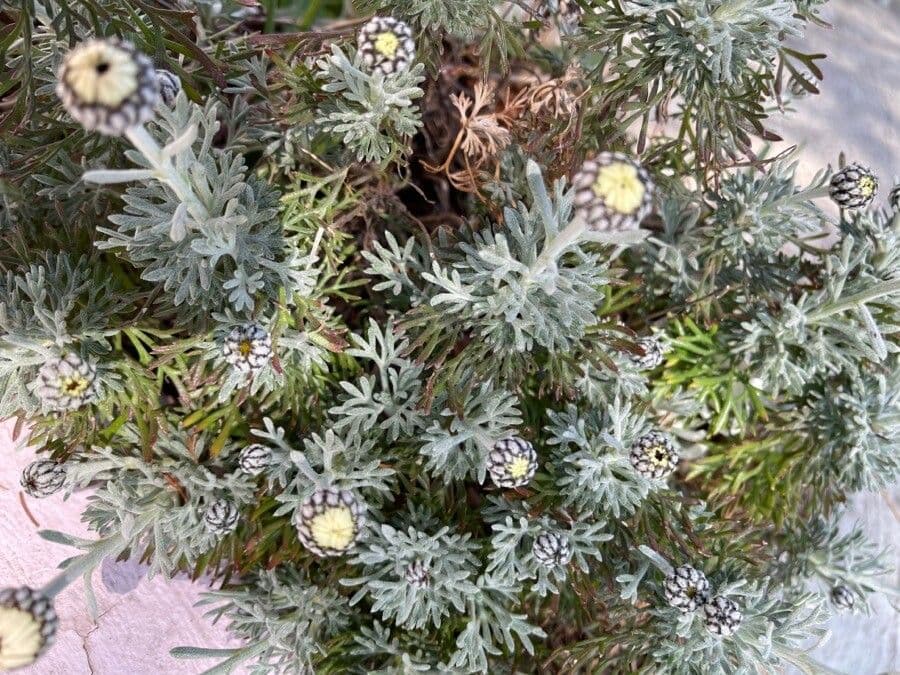 Rhodanthemum 12