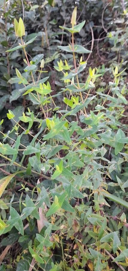 Hypericum