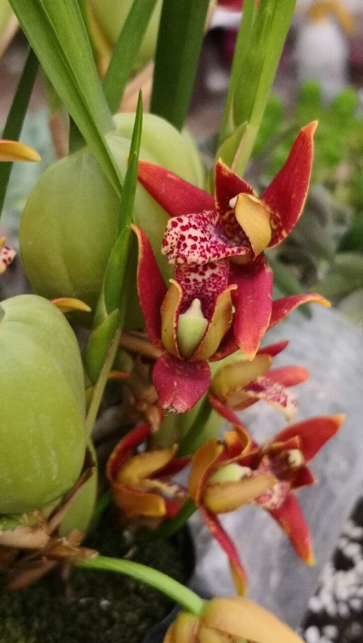 Cymbidium 4