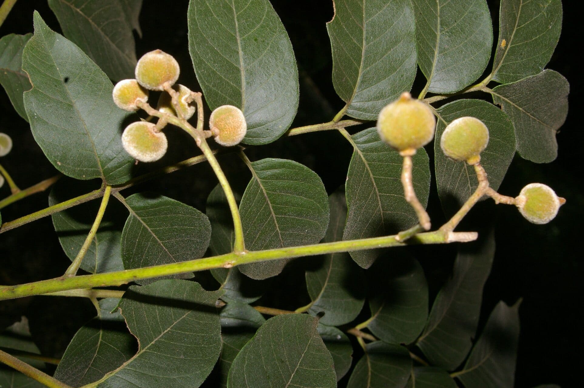 Trichilia americana 3
