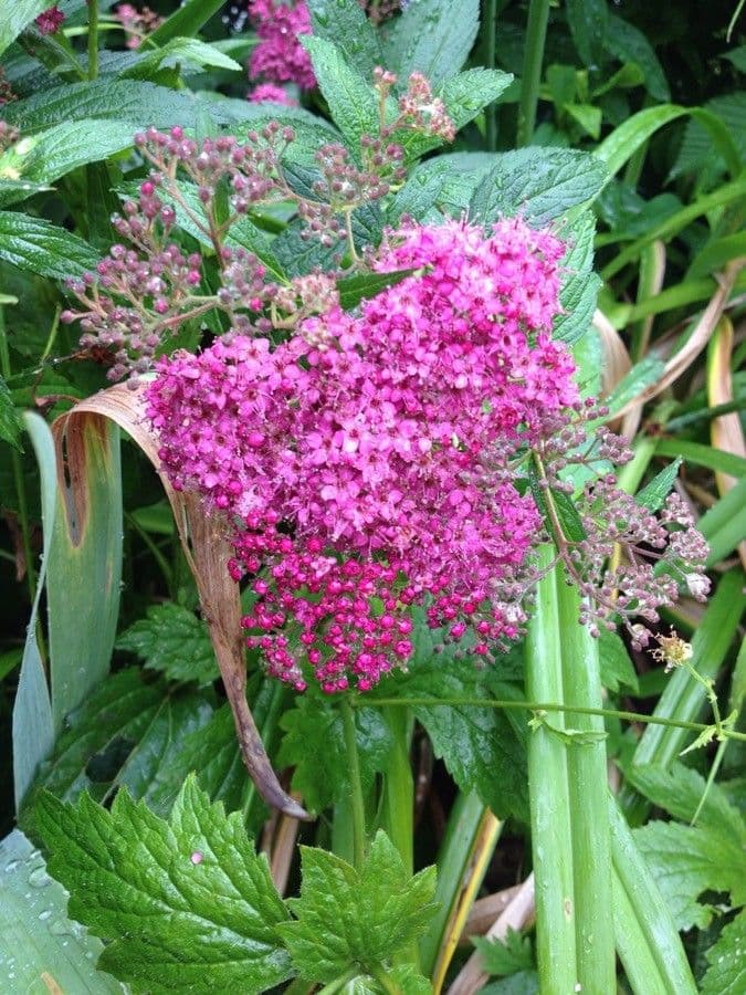 Spirea del Giappone 9