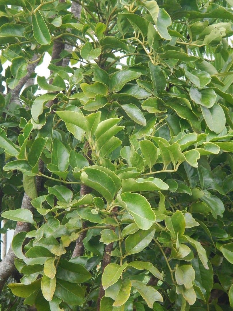 Myodocarpus 7