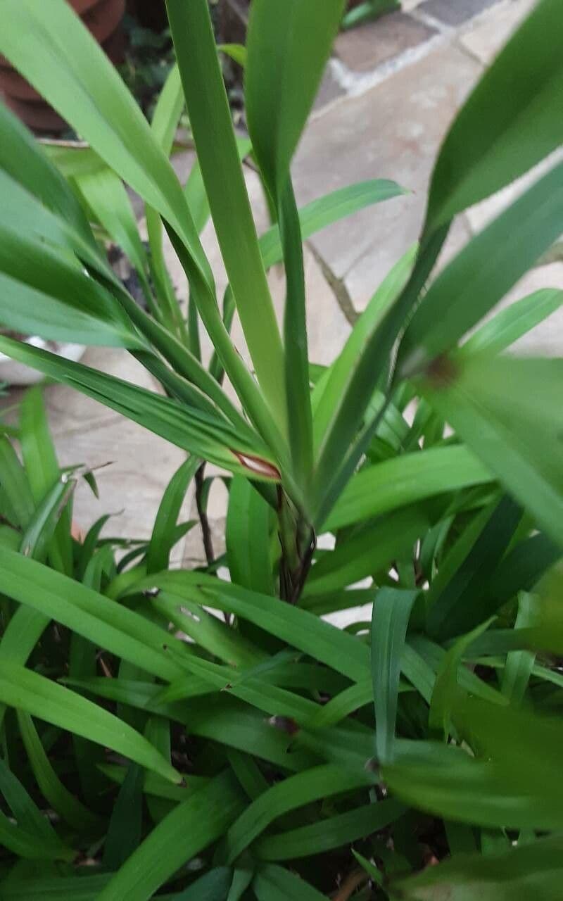 Dianella 4