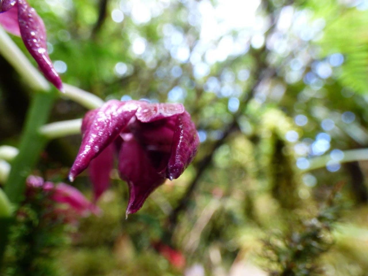 Schöner Phaius 3