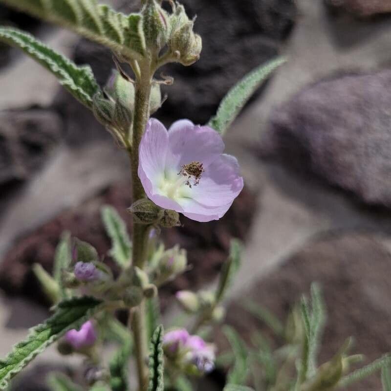 Sferalcea 3