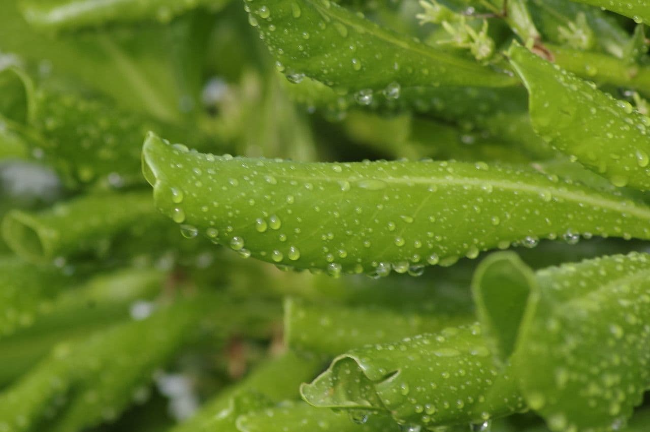 Scaevola 4