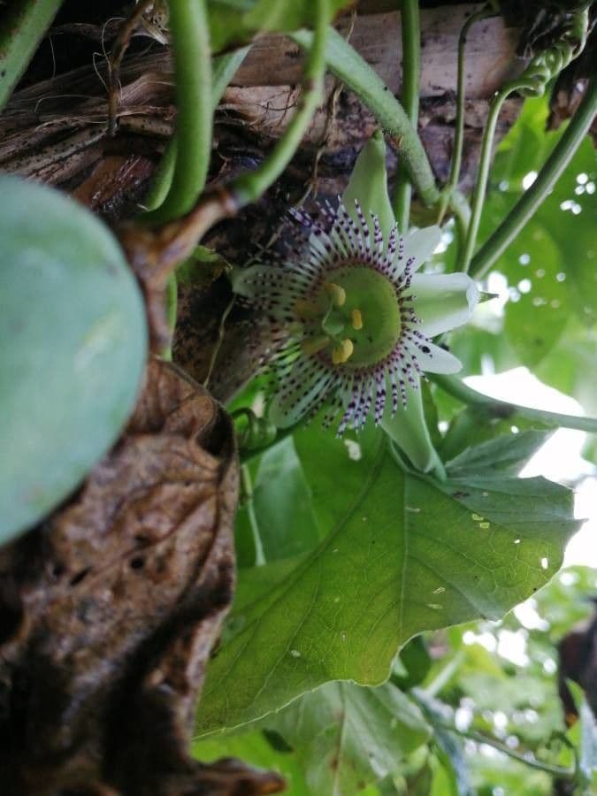 Passiflora 10