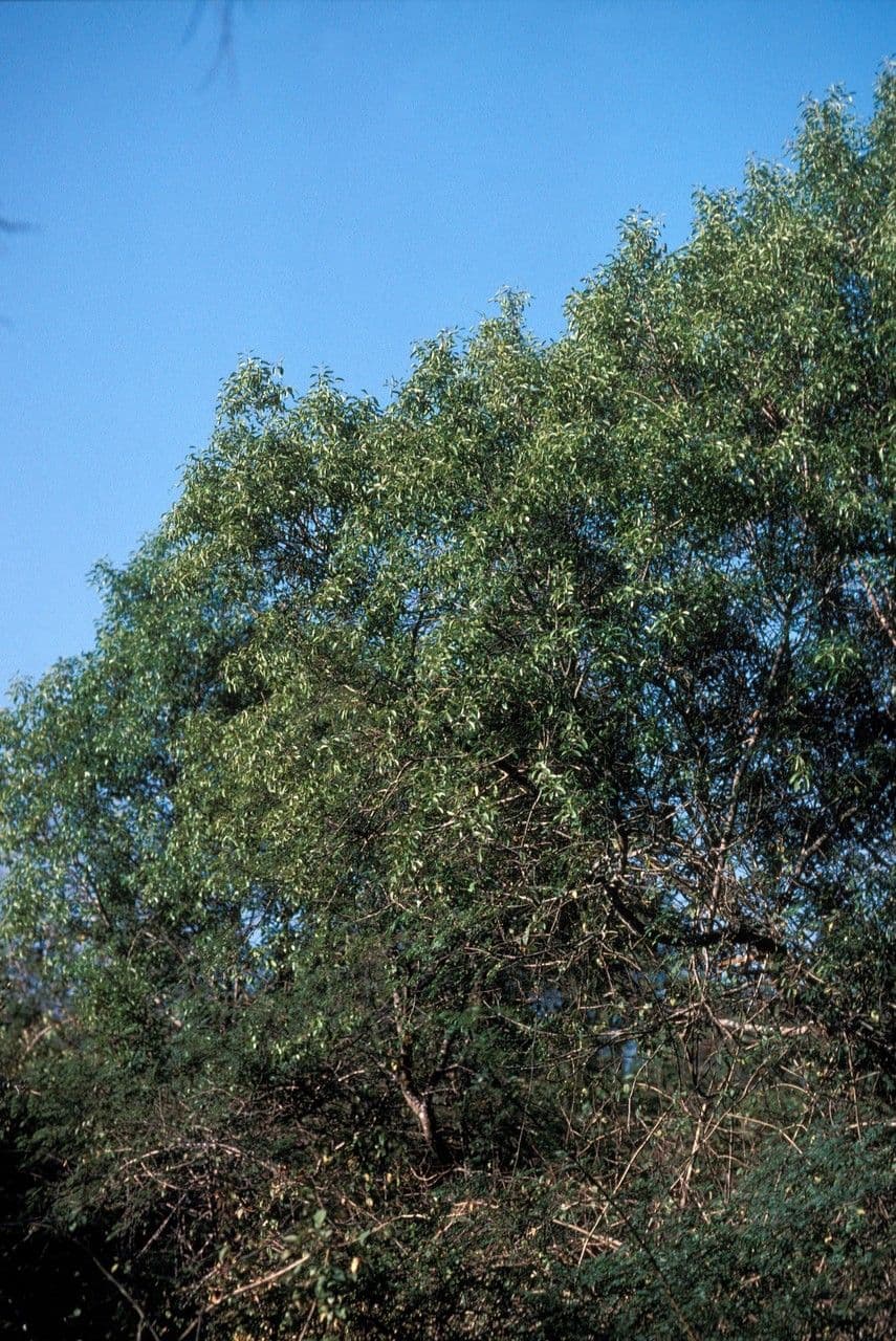 Weißes Sandelholz 11