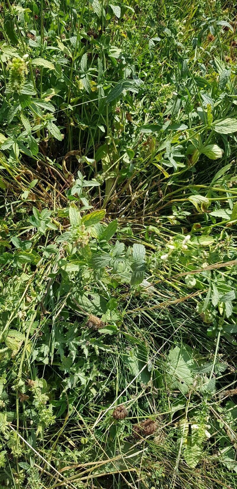 Stregona gialla 12