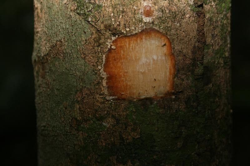 Discophora 15