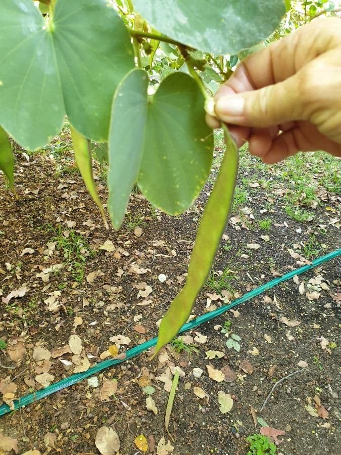 Bauhinia variegata 26