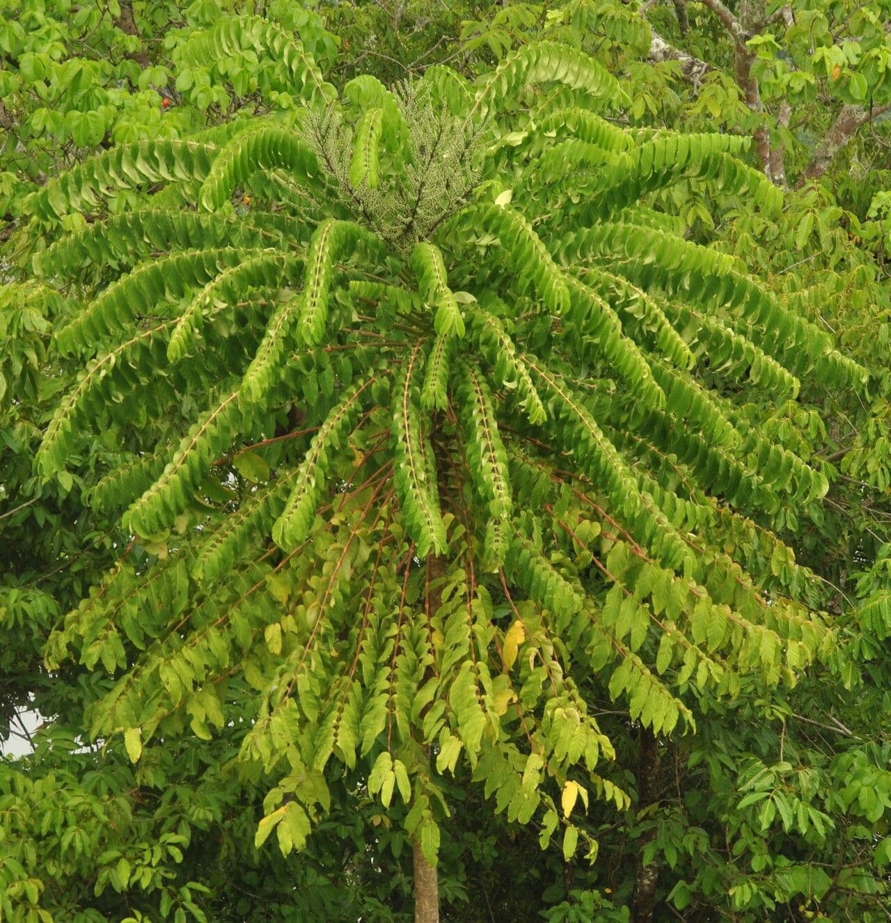 Polyscias 6