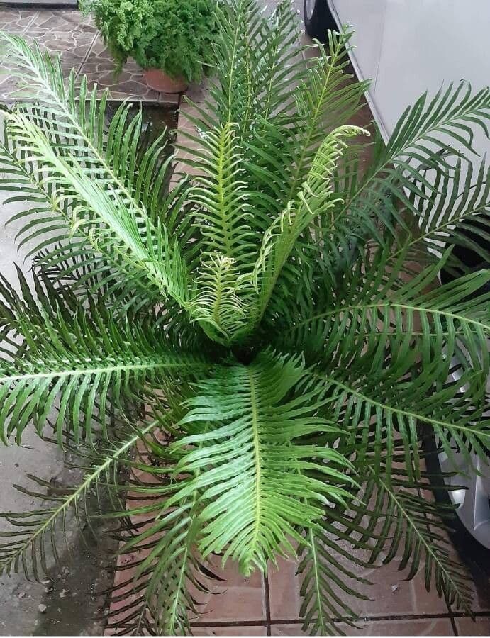 Blechnum 5
