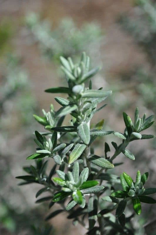 Hubertia 18