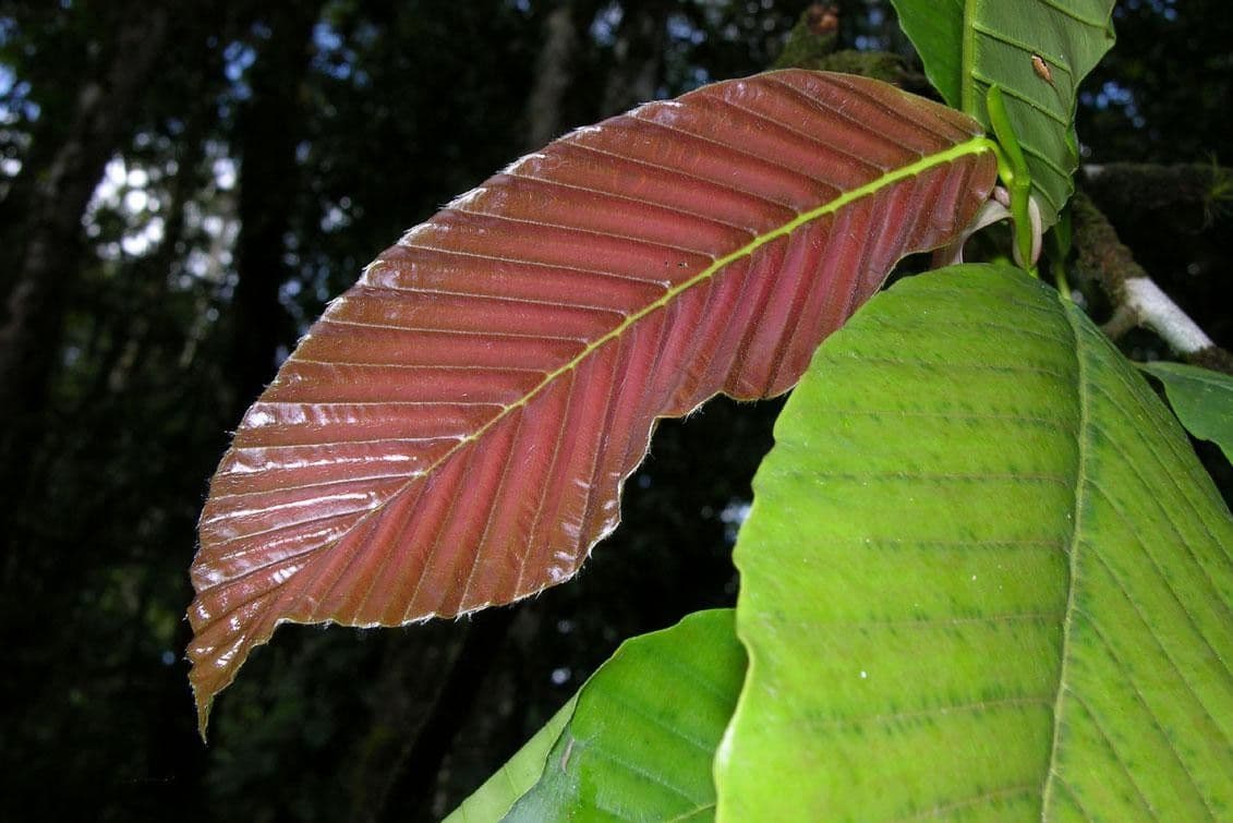 Dipterocarpus 3