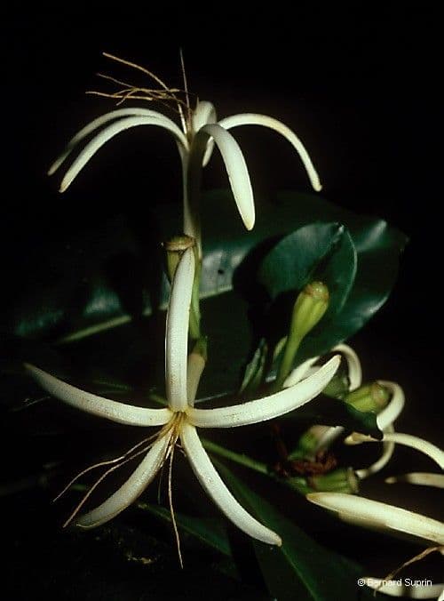 Thiollierea 2