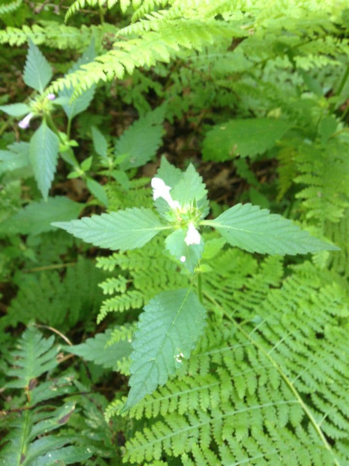 Canapetta bifida 10