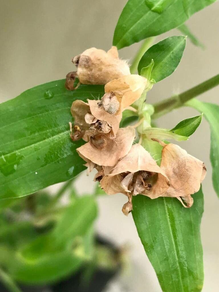 Flor de día