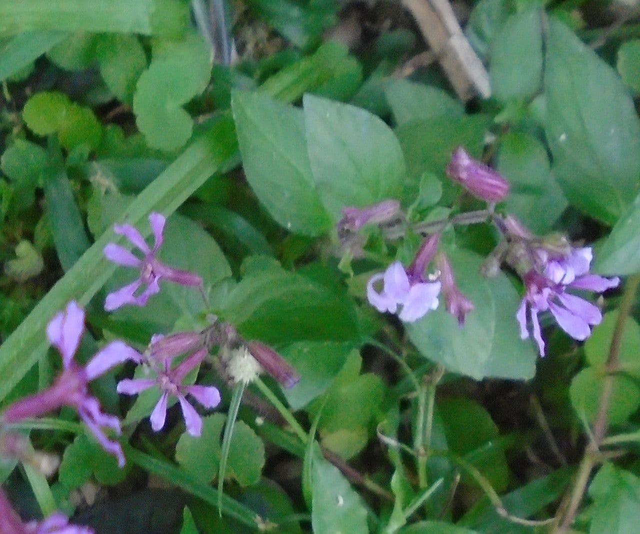 Cuphea racemosa 2