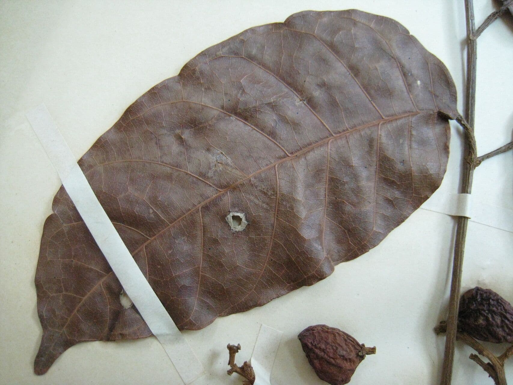 Trattinnickia 2