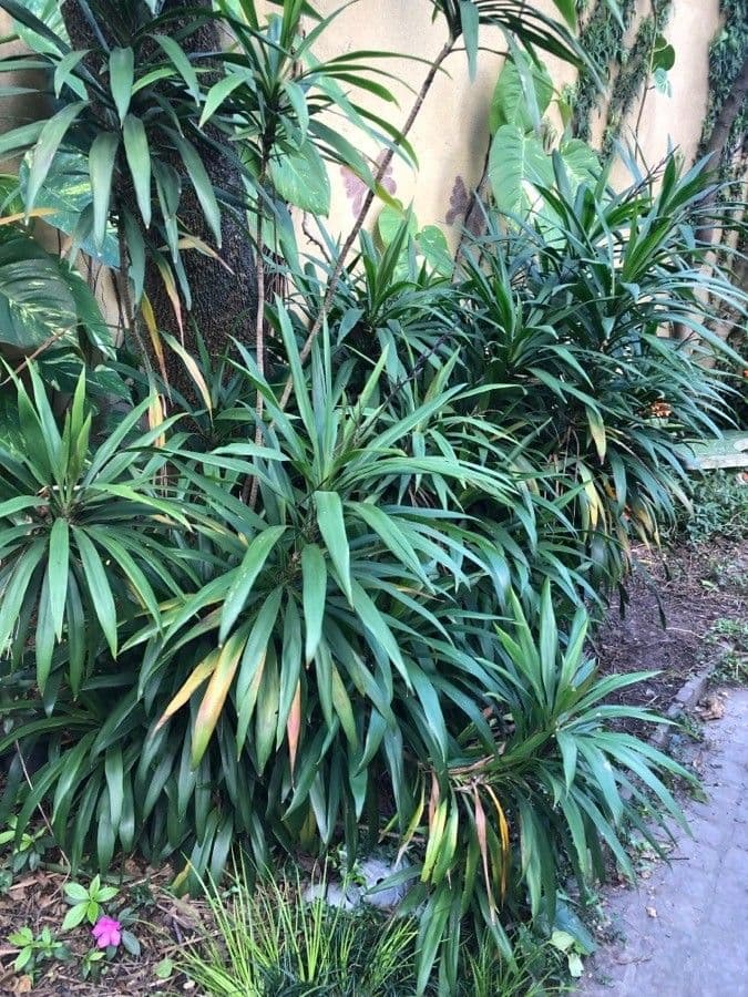 Cordyline stricta 8