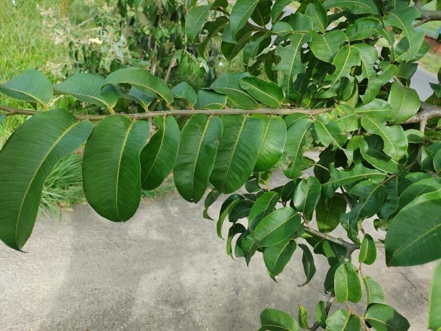 Cariniana rubra 8