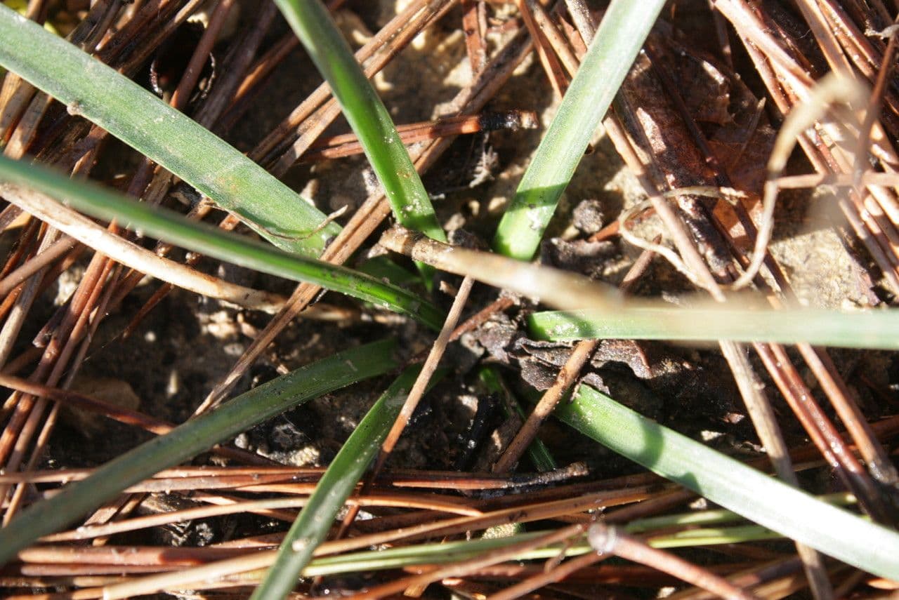Herbst-Blaustern 11