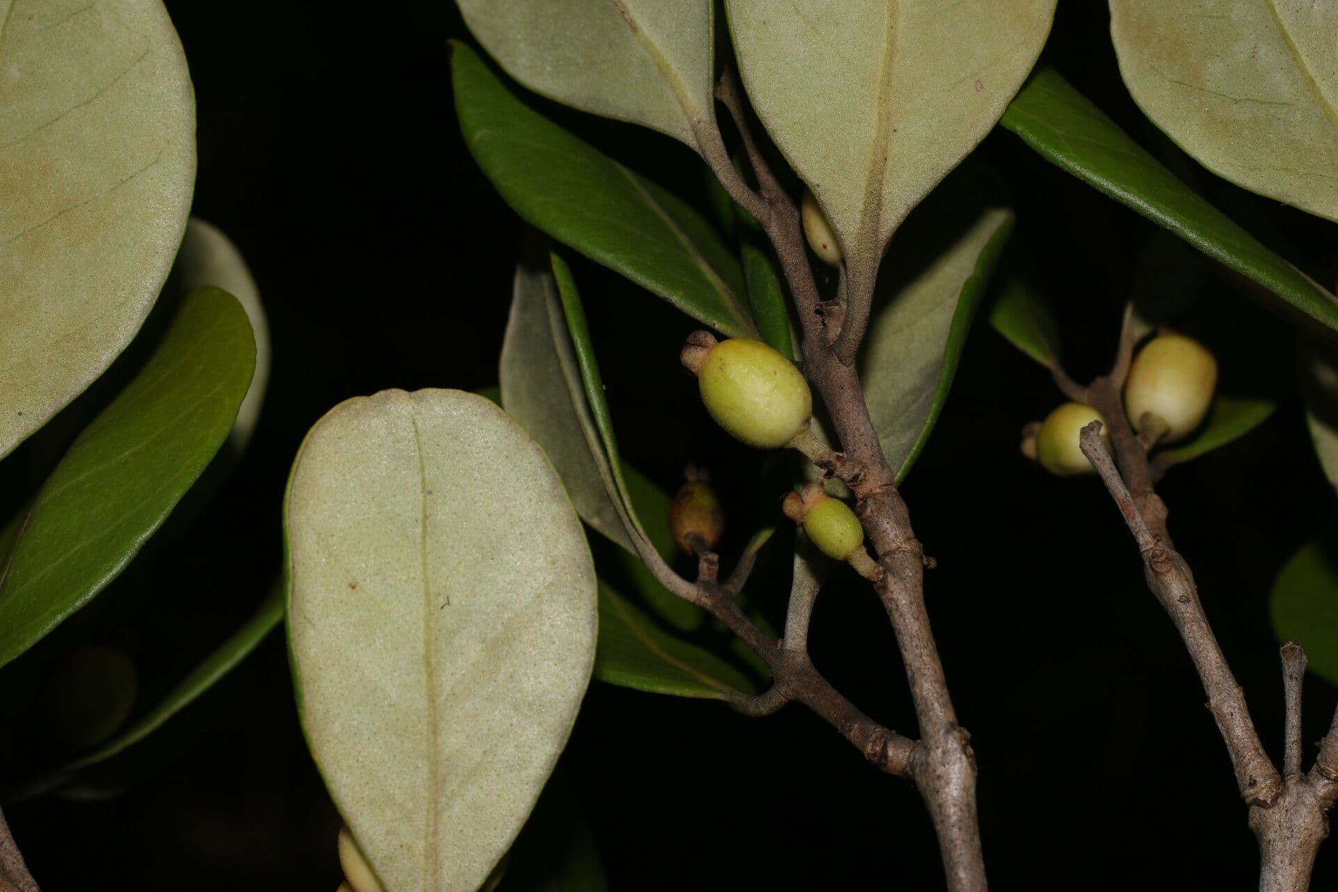 Eugenia