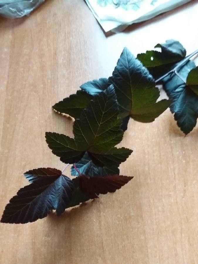 Potočnice strední 19